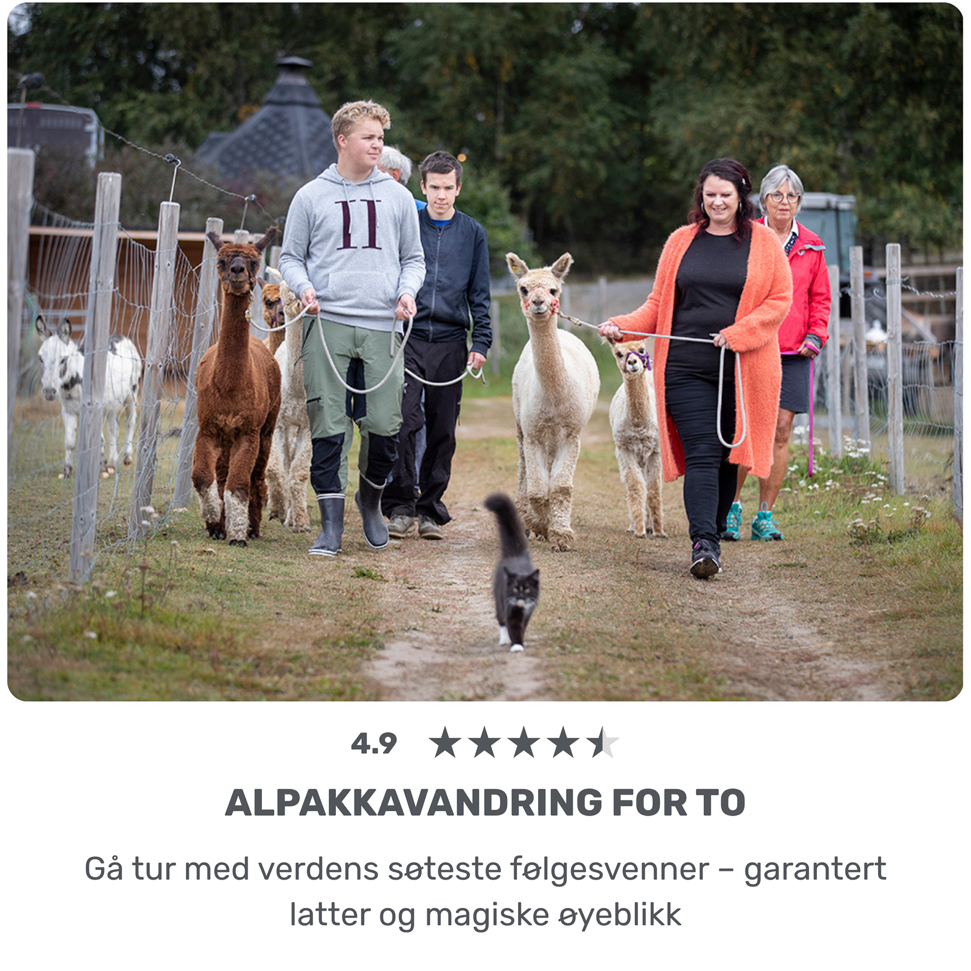 Alpakkavandring for to